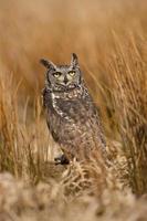 Búho real manchado, bubo africanus, también conocido como el búho real manchado africano y el búho real africano foto