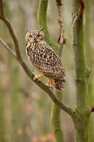 Indian eagle owl also called the rock eagle owl or Bengal eagle owl photo