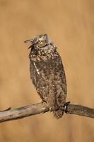 Spotted eagle owl, Bubo africanus also known as the African spotted eagle owl and the African eagle owl