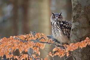 búho real, bubo bubo foto