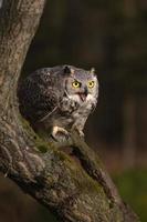 Great horned owl also known as the tiger owl photo