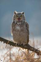 Great horned owl also known as the tiger owl photo
