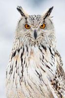 Siberian eagle owl photo