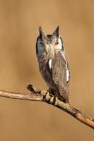 Northern white faced owl photo