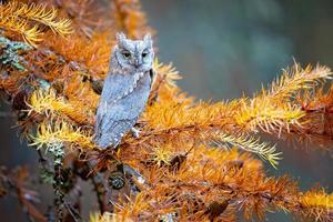 búho scops eurasiático foto