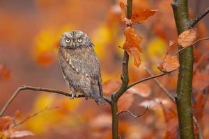 búho scops eurasiático foto