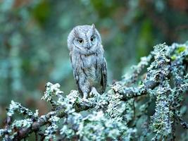 búho scops eurasiático foto