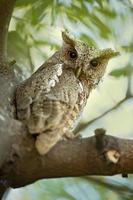 Pacific screech owl photo