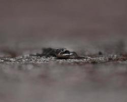 Baby Lizard posing photo