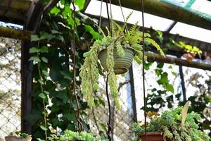 Sedum morganianum in pot hanging, is popular succulent with trailing stems and fleshy blue-green leaves photo