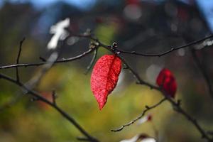 hoja roja solitaria en la rama de un árbol sobre un fondo borroso. concepto de soledad y otoño. enfoque selectivo foto