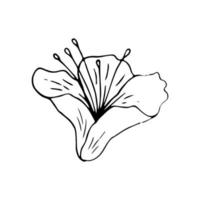 Lily flower line art. Vector black outline illustration isolated on white background. Sketch drawing. Floral linear pattern