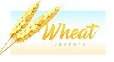 Two realistic wheat spikelets with wheat lettering on sky and field color background. Modern emblem template, vector illustration.