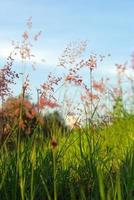 Flor de natal redtop ruby grass en el viento y el cielo azul foto