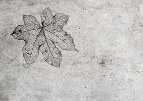 Leaf texture in concrete floor photo