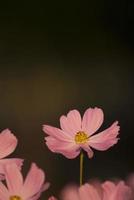 Pink Cosmos flower in the garden photo