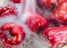 Wash the Rose apple in water photo