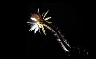 White color with fluffy hairy of Cactus flower on black background photo
