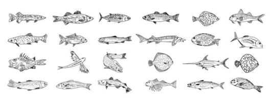 conjunto de peces dibujados a mano. colección de bocetos de peces. vector