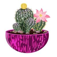 Blooming cacti in a pink pot. vector