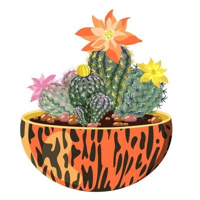 Blooming cacti in a pot.