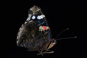 Portrait of a butterfly with colorful wings photo