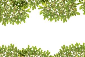 panoramic Green leaves on white background photo