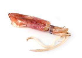 nice fresh squid isolated on white background photo