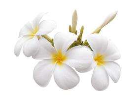 Flor de frangipani aislado fondo blanco. foto