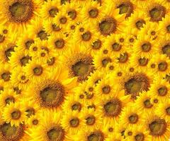 hermosos pétalos de girasol amarillo foto