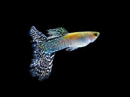guppy pet fish swimming isolated on black photo