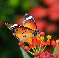 mariposa sobre flor de naranja en el jardín foto