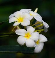 White frangipani flowers photo