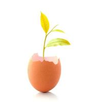 Young gold plant grow in eggshell isolated on white background photo