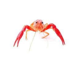 Red crawfish on white background photo