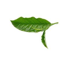 Green tea leaf isolated on white background photo