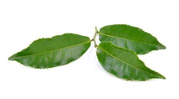 tea leaf on white background photo