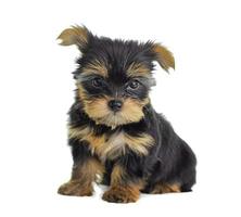 Yorkshire Terrier in front of a white background photo