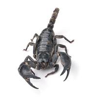 Scorpion Pandinus imperator isolated on white background photo