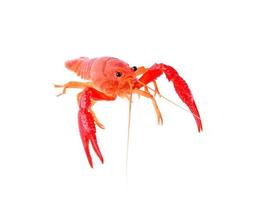 Red crawfish on white background photo