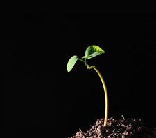 planta joven aislado sobre fondo blanco foto