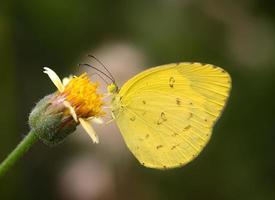 yellow Butterfly on  flower photo