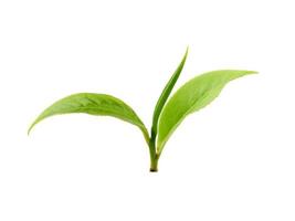 tea leaf isolated on white background photo