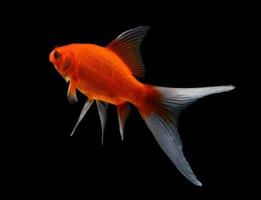 gold fish isolated on black  background photo