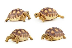 turtle on over white background photo