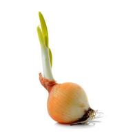 Onion on white background photo