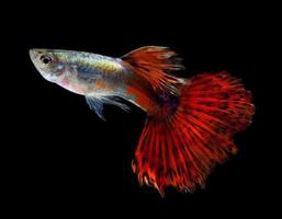 Beautiful Guppy Isolated on Black Background photo