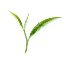 tea leaf isolated on white background photo