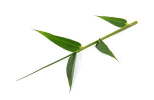 Green bamboo leaves on a white background photo