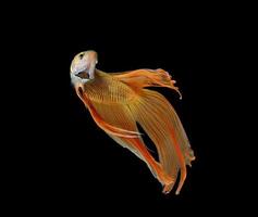 betta fish isolated on white background photo